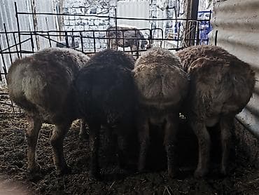 Продаю | Баран (самец) | Для разведения | Племенные