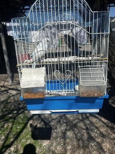 для кур: Клетка для волнистых попугаев с комплектом аксессуаров. Мальчики и — 3