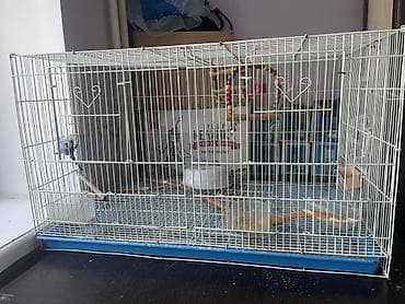Үй жаныбарлары: 🦜 Срочно продаётся синий волнистый попугай с клеткой! В связи с — 4