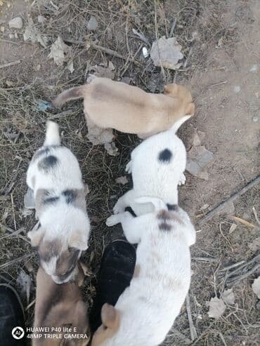 порода собак хаски цена: Отдаю щенков (помесь алабай с дворняшкой) кушают сами. 3кобелька — 1