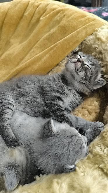 голая кошка сфинкс цена: Кошка даром: Беспородная, 1 месяц, Мальчик, Метис — 2