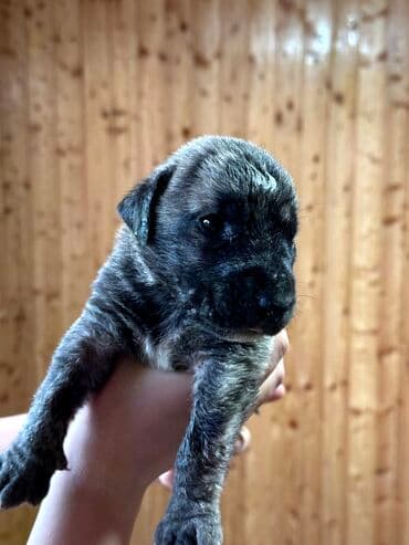 бульдоги: Щенки Канарского Дога (Presa Canario) С документами, прививками 8 — 51