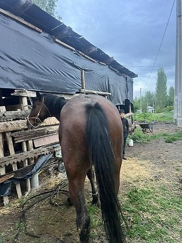 жалал абад ит: Сатам | Жылкы (эркек) | Жумушка — 5