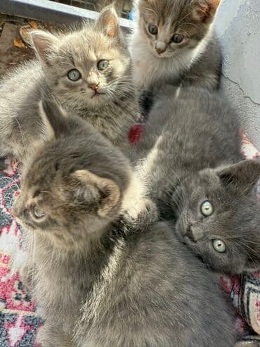 русская дымчатая кошка: Котята серо-дымчатых окрасов - На фото помёт из нескольких котят — 1