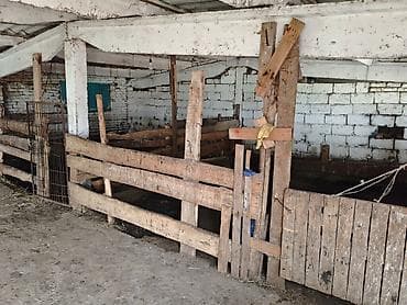 бишкек продаю дом село нижний алаарча: Сдаю действующий фермерский комплекс для КРС. Электричество и вода — 8