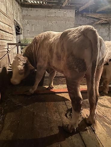 А/ч жаныбарлары үчүн тоюттар: Сатам | Бука (эркек) | Шароле | Бордоп семиртүү үчүн, Көбөйтүү үчүн | Асыл тукумдуу, Жасалма уруктандырылган, Байланган — 4