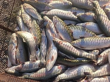 осетр: Продаю форель оптом. только оптом от 100 кг и выше. вес рыбы от 1,5 кг — 2