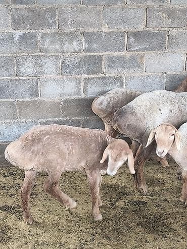 дратхаар бишкек: Сатам | Козу | Арашан | Көбөйтүү үчүн — 10