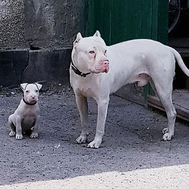 куплю собаку питбуль: Питбуль на Вязку !!! 5000т или 2-х Щенков на мой выбор. Неухоженых — 2