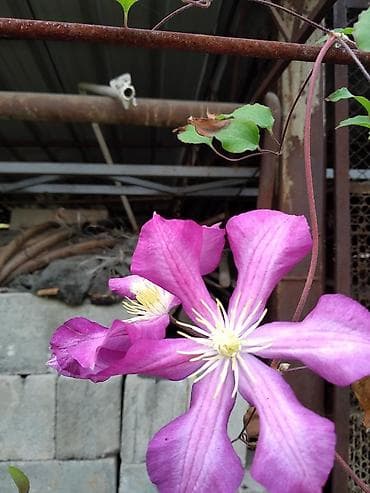 хоста цветы: В продаже: гортензия шаровидная белая, хосты,ирисы, лилии — 6