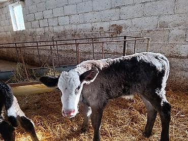 английский байтал: Продаю | Бык (самец), Тёлка, Музоо, торпок | Швицкая, Симментальская | На откорм, Для разведения, Для молока | Искусственник — 7