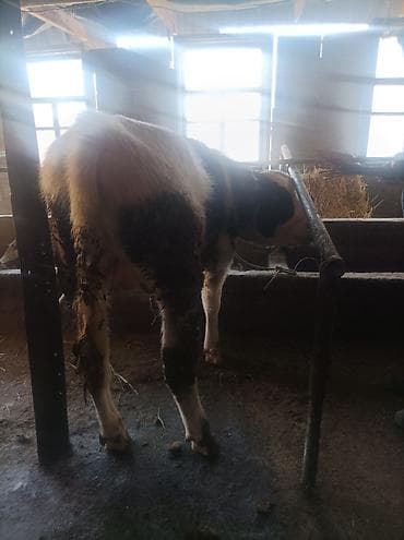 продаю быка на племя: Продаю | Бык (самец) | На откорм | Привязанные — 1
