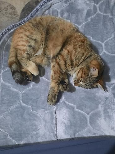 арашан ко: Мышык бекер берилет: Породасыз, 3 айлык, Ургаачы, Лотокко барууга үйрөтүлгөн — 3