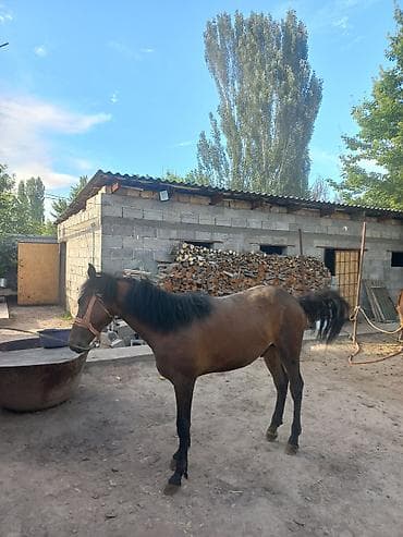 шиншила животное: Продаю | Жеребец | На забой — 1