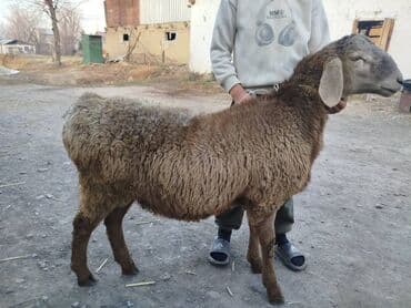 Аквариумы: Продаю | Баран (самец) | Для разведения | Племенные — 1