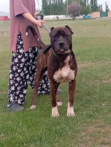 собаки бишкек: Питбуль, 1 год, Самец, С прививкой — 1