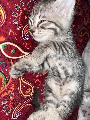 Животные: Котёнок серо-тигрового окраса - Милый короткошёрстный котёнок с — 4