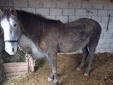 собаки в хорошие руки: Продаю | Конь (самец) — 2