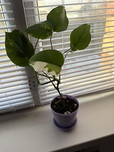 Монстера альба 
Фото мамы тоже есть