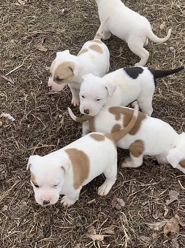 Ветеринар кызматы: Питбуль, 1 айлык, Эркек — 10