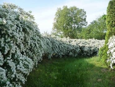дизельные насосы для полива цена: Саженцы деревьев — 2