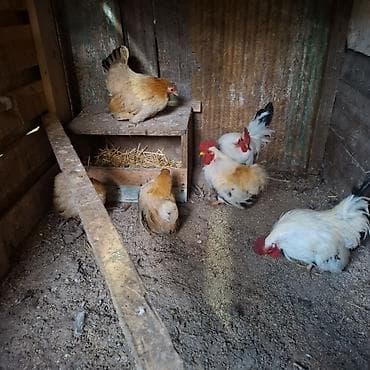 карликовый кур: Продаю | Куры | Для разведения — 2