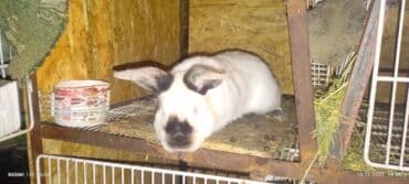 продажа щенков немецкой овчарки с документами в бишкеке: Продаю | Крольчиха (самка), Кролик самец, Крольчата | Фландр | На забой, Для разведения | Племенные — 9