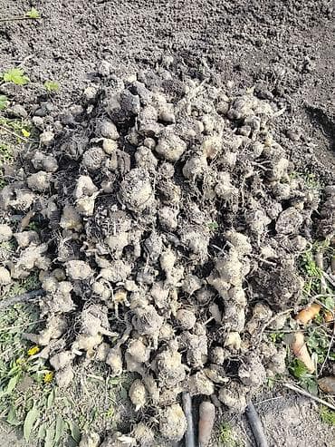 картошка куплю: Клубни топинамбура (земляной груши). - Свежевыкопанные клубни — 1