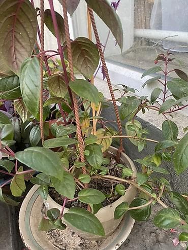 кавер продаю: Комнатные и балконные растения в горшках - Пеларгония (герань — 10