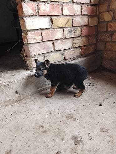 дом кошка: Щенок, похожий на немецкую овчарку (черно-рыжий окрас). Описание: - — 1