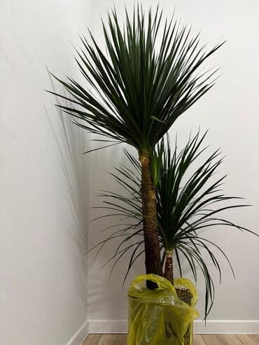 круглый аквариум: Драцена маргината (Dracaena marginata), комнатное дерево с двумя — 3