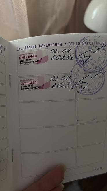 пушистый собака: Скотиш Фолд (Шотландская вислоухая), 1 месяц, Девочка, Золотая шиншилла, С документами — 5