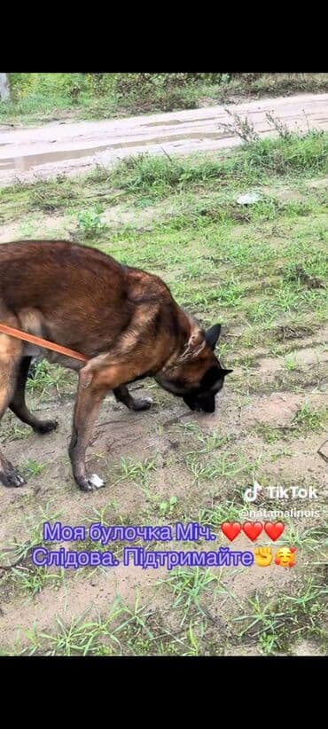 Вязка собак: Бельгийская овчарка, 2 месяца, Самец — 15