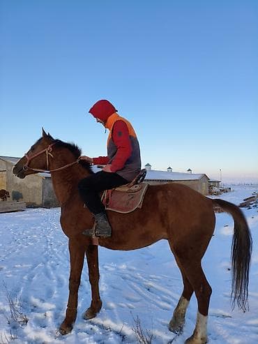 жорго жылкы: Сатам | Жылкы (эркек) | Аргын | Ат спорту — 4