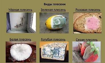 Дезинфекция, дезинсекция: Дезинфекция, дезинсекция, | Вирусы, микробы, | Квартиры — 3