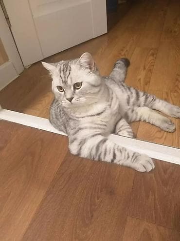 Кошки: Вязка: Скотиш Страйт (Шотландская прямоухая), Мальчик, 5 лет, С прививками, Серый — 7