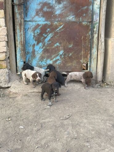 акустические системы tronsmart колонка в виде собак: Щенки, помёт охотничьего типа (похожие на курцхаара/дратхара по окрасу — 1