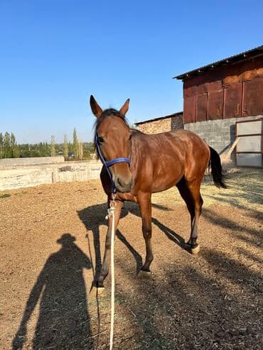 кой кыркыч: Продаю | Жеребец | Английская | Для разведения, Конный спорт | Осеменитель, Племенные — 5