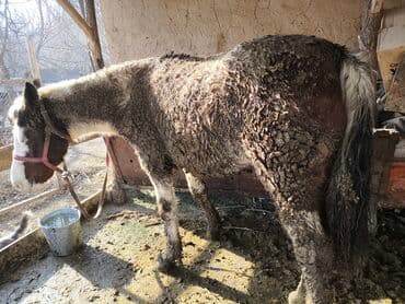 корм для домашних животных: Продаю | Жеребец | На забой | Мерин — 3