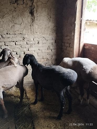 корм для овец: Продаю | Овца (самка) | Для разведения — 2