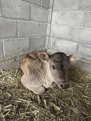 кошка сокулук: Сатам | Музоо | Бордоп семиртүү үчүн — 4