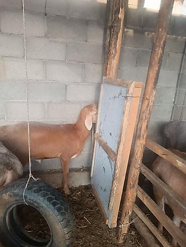 продам котят шотландских: Продаю | Баран (самец) | Арашан | На забой | Племенные, Осеменитель — 3