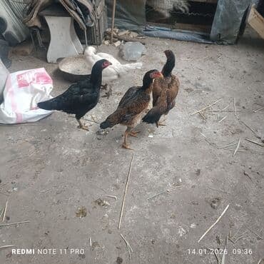 яйцо бролера: Продаю | Куры | Бойцовая, Дакан | Для разведения, Для боев — 10