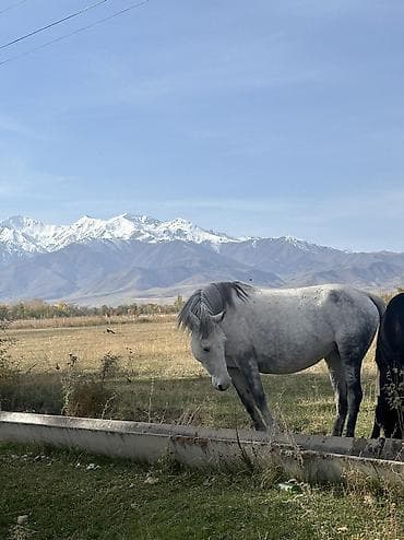 малодой гвардия: 7 соток, Для строительства, Договор купли-продажи — 5