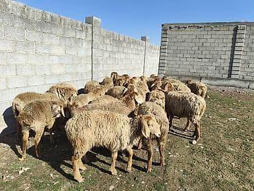 Продаю | Овца (самка) | Для разведения | Матка