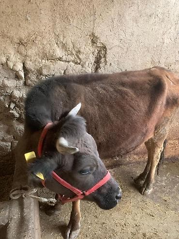 бычок 1год: Продаю | Бык (самец) | На откорм | Привязанные — 1