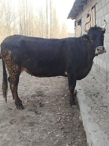 Кемирүүчүлөр: Сатам | Уй (ургаачы) | Көбөйтүү үчүн | Музоологондон кийин — 3