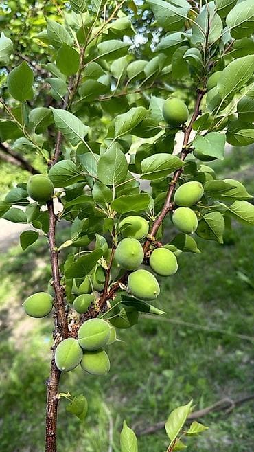 Зеленые абрикосы 🫒🤤 баткен кок оруктору (королор) свежие натуральные