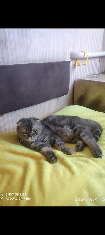 шотландский котята: Кошка даром: Скотиш Фолд (Шотландская вислоухая), 5 лет, Девочка, Кастрирована, Приучена к лотку, Проглистована — 1