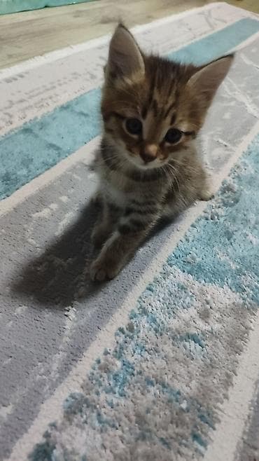 1 месяц, Девочка, Приучена к лотку